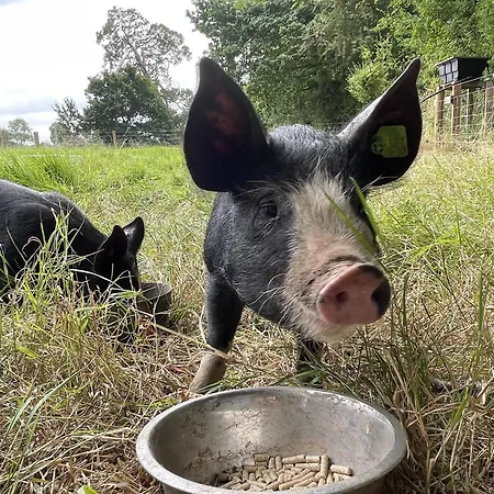 Lismacue House 펜션 *