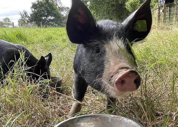 Lismacue House 펜션 *